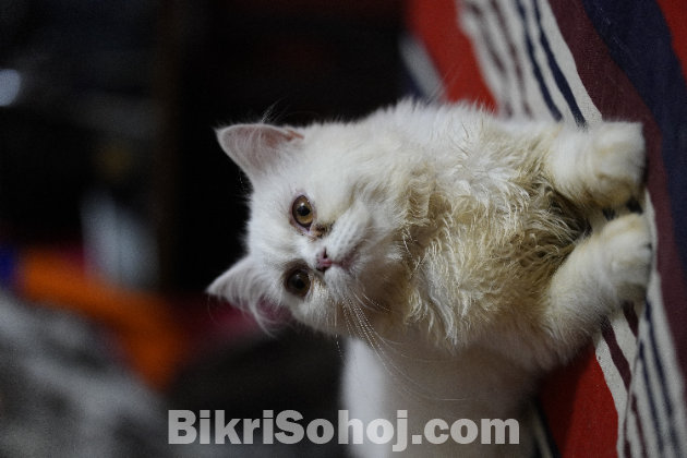 Traditional Persian